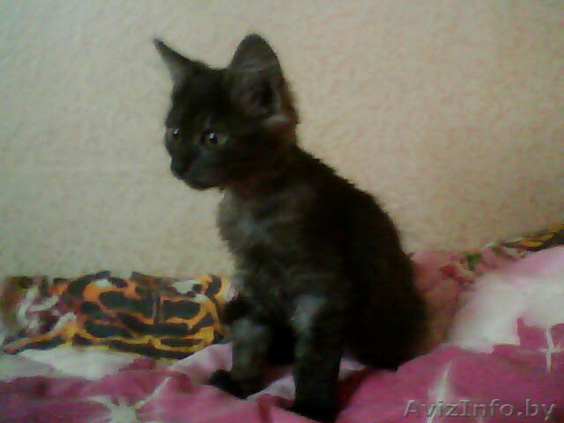 Котята продам дёшево - Изображение #2, Объявление #69279