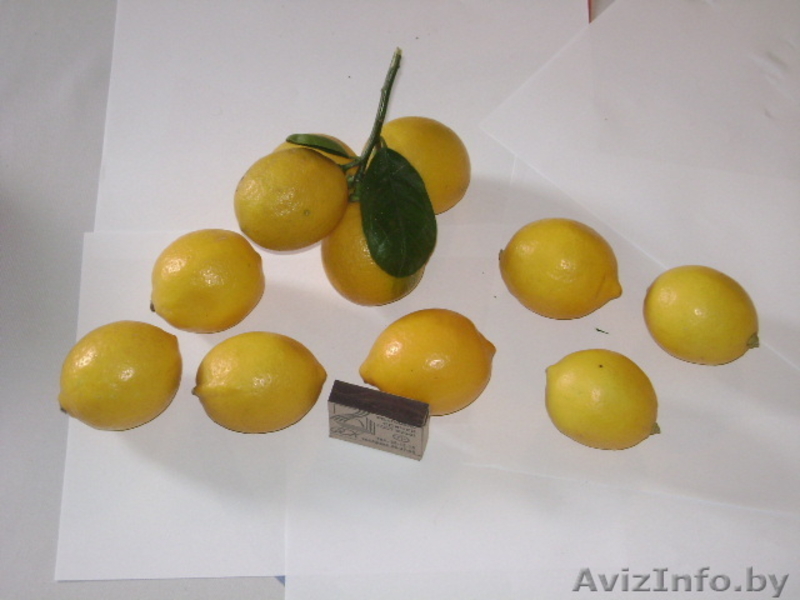 цитруси,мандарини, декоративние растениа - Изображение #5, Объявление #69641