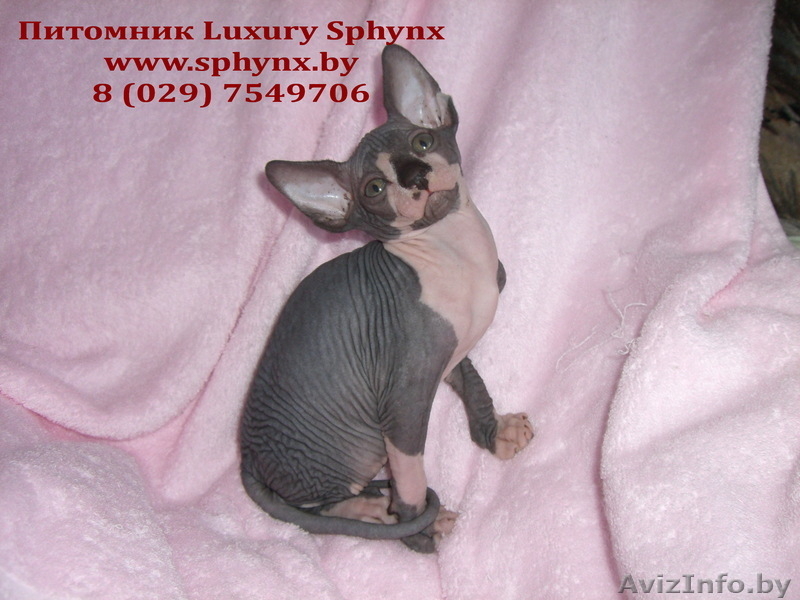 Канадский сфинкс (котята) - Изображение #2, Объявление #78307