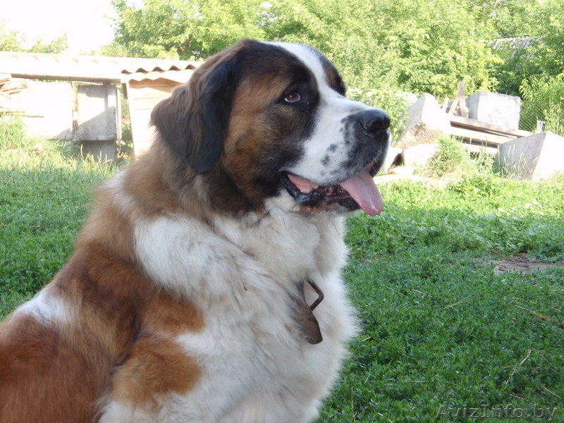 московская сторожевая щенки с питомника - Изображение #1, Объявление #82848