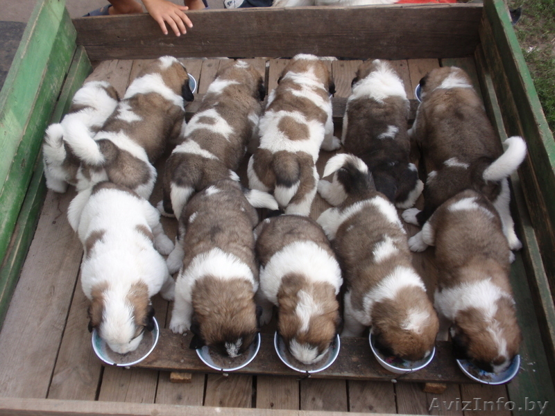 московская сторожевая щенки с питомника - Изображение #3, Объявление #82848