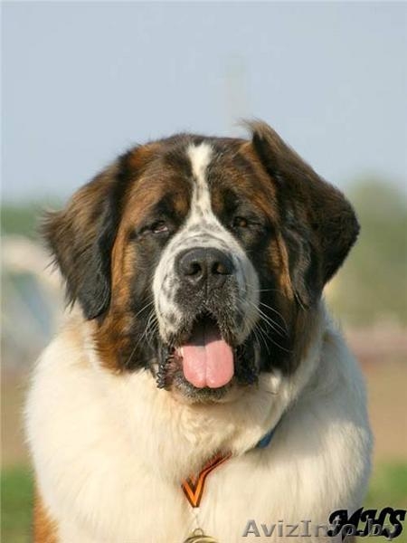 московская сторожевая щенки с питомника - Изображение #2, Объявление #82848