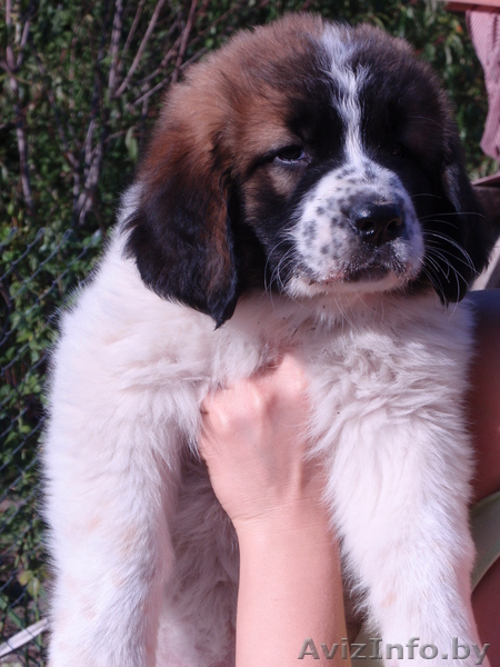 московская сторожевая щенки с питомника - Изображение #4, Объявление #82848