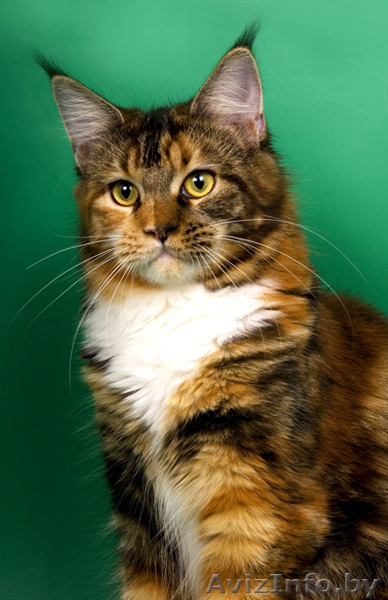 Домашняя рысь - Мейн-кун! - Изображение #3, Объявление #111850