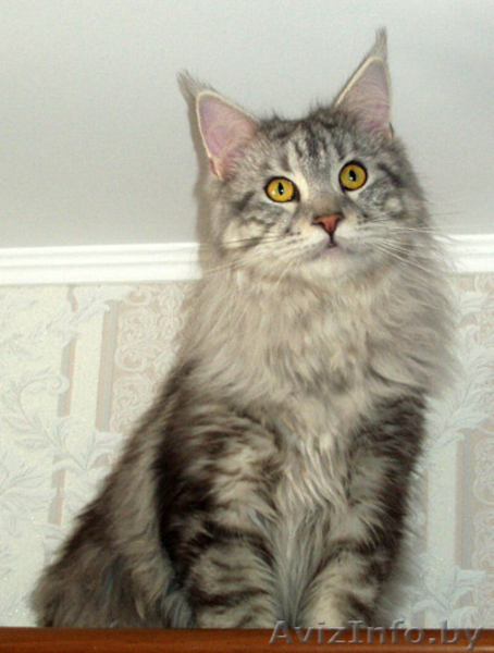 Домашняя рысь - Мейн-кун! - Изображение #2, Объявление #111850