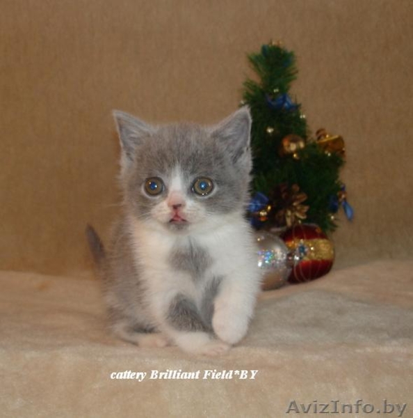 Питомник британских короткошерстных кошек Бриллиант Филд*BY - Изображение #3, Объявление #133575