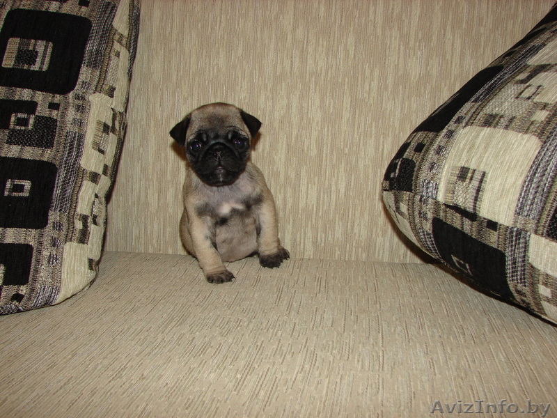 Продам щенка мопса - Изображение #1, Объявление #157403