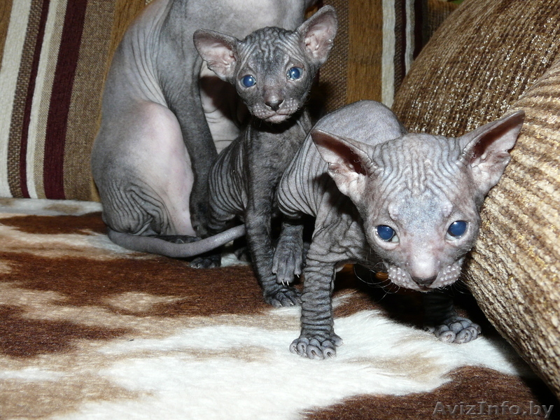 Сфинксята  донские - Изображение #1, Объявление #174367