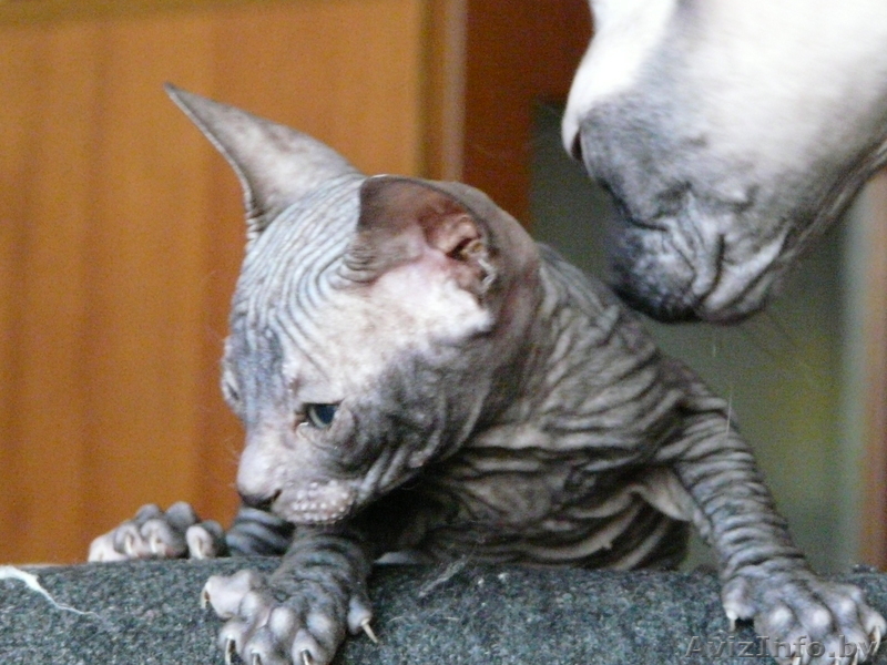 Сфинксята  донские - Изображение #2, Объявление #174367