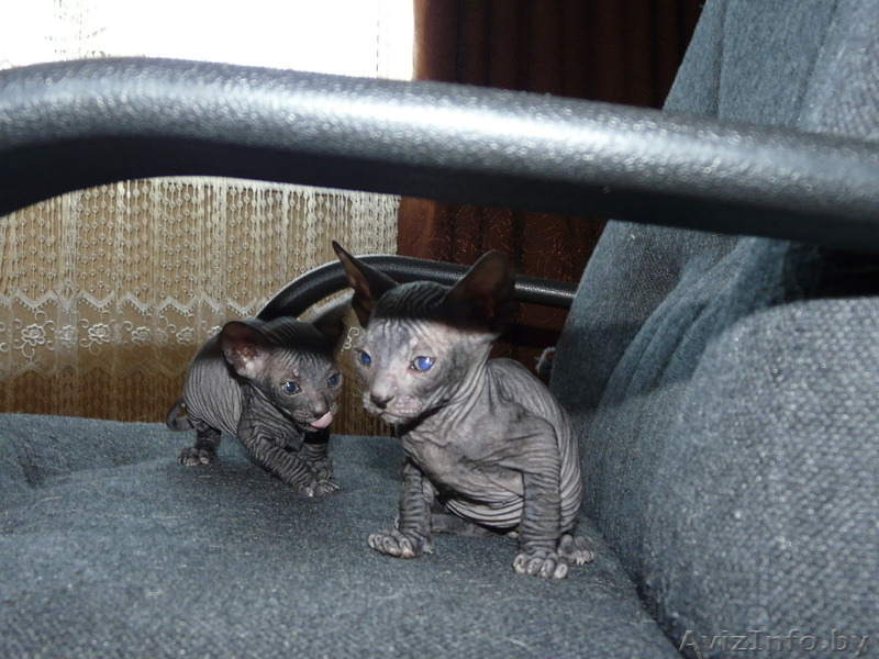 Сфинксята  донские - Изображение #3, Объявление #174367