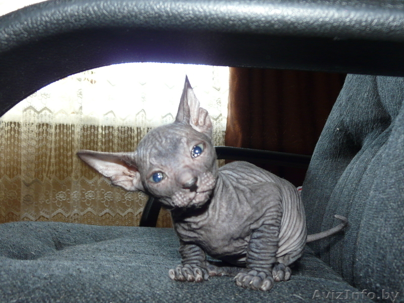 Сфинксята  донские - Изображение #4, Объявление #174367