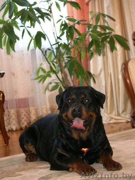 Породистые щенки ротвейлера - Изображение #4, Объявление #198473