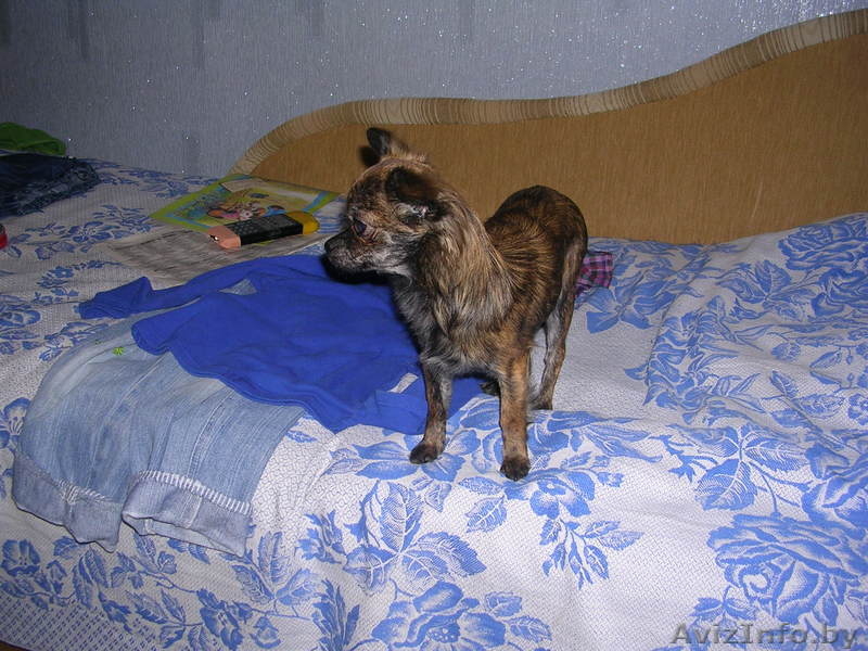 Чихуахуа сука!! - Изображение #2, Объявление #213749