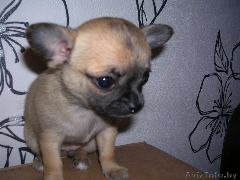 Щенки Чихуахуа,С родословной. - Изображение #2, Объявление #197952