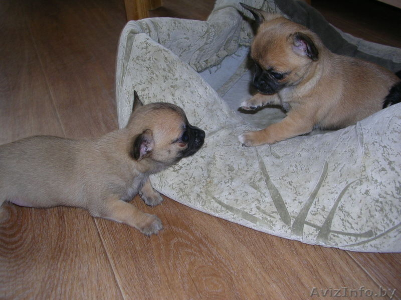 Щенки Чихуахуа,С родословной. - Изображение #4, Объявление #197952