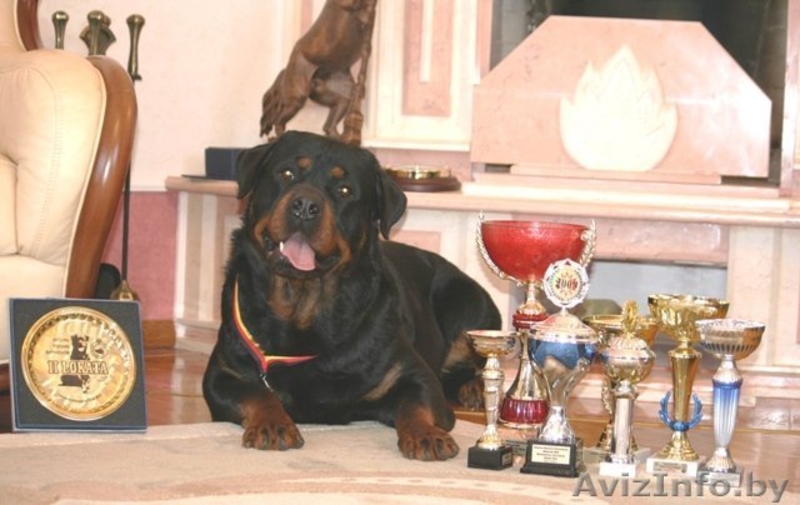 Породистые щенки ротвейлера - Изображение #5, Объявление #198473