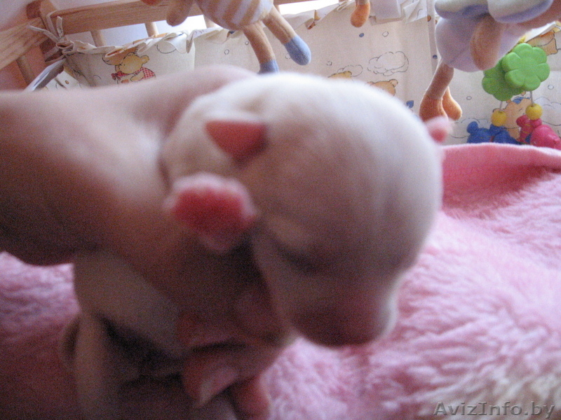 чихуахуа продам - Изображение #4, Объявление #209264