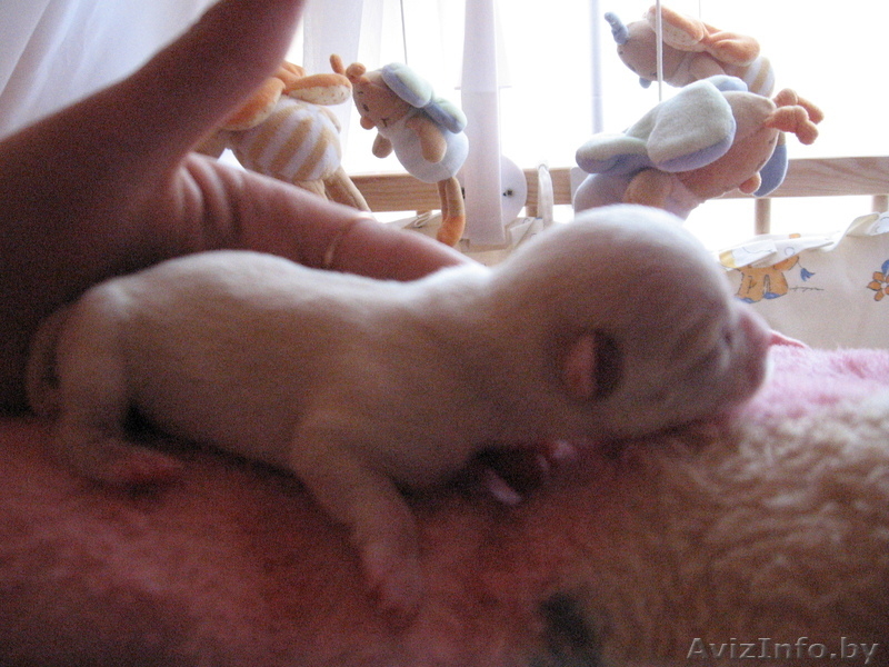 чихуахуа продам - Изображение #3, Объявление #209264