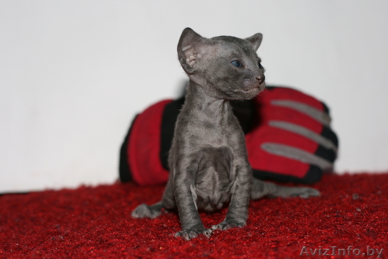 котята корниш рекс 3 мальчика - Изображение #2, Объявление #198822