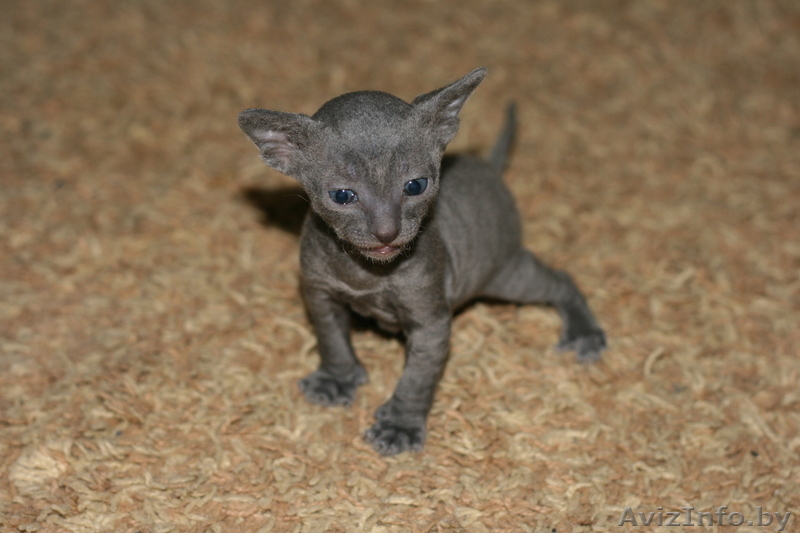 котята корниш рекс 3 мальчика - Изображение #1, Объявление #198822