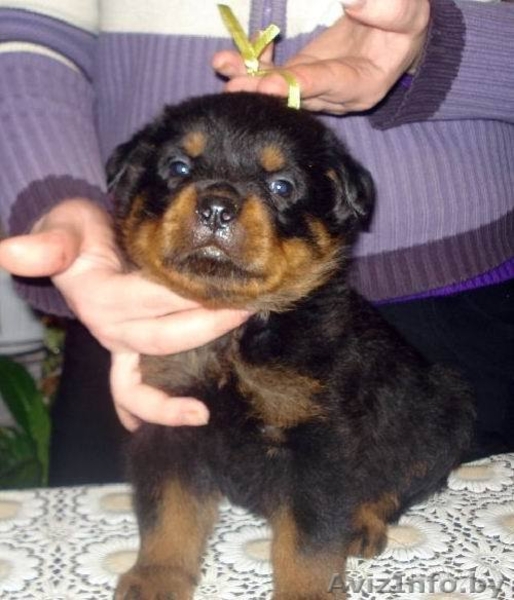 Породистые щенки ротвейлера - Изображение #2, Объявление #198473