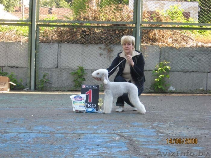 Щенки бедлингтон-терьера - Изображение #4, Объявление #233873