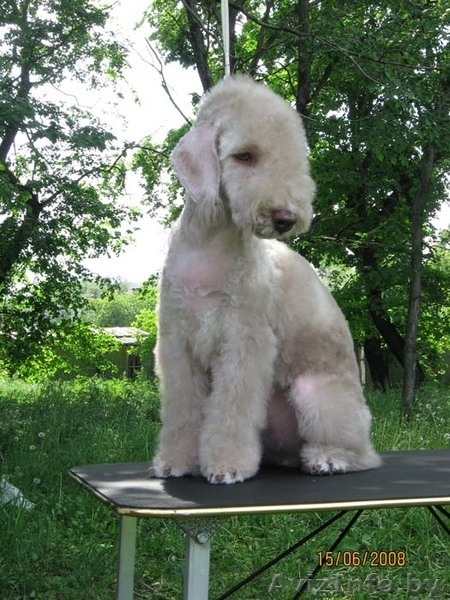 Щенки бедлингтон-терьера - Изображение #3, Объявление #233873