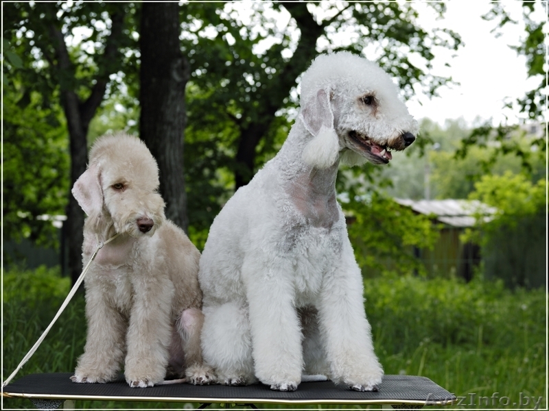 Щенки бедлингтон-терьера - Изображение #2, Объявление #233873