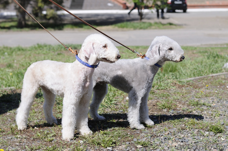 Щенки бедлингтон-терьера - Изображение #1, Объявление #233873