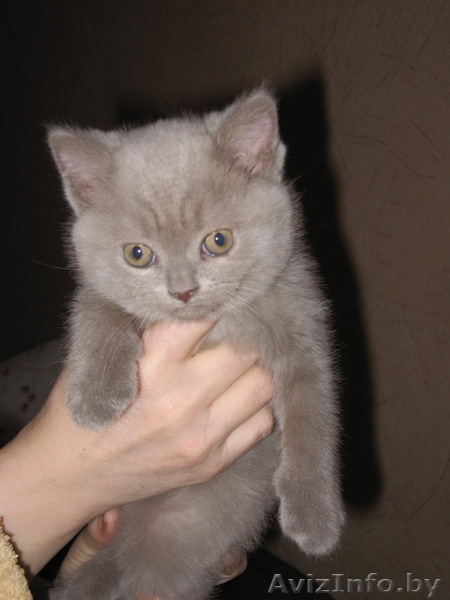 Продается британский котенок - Изображение #1, Объявление #243436