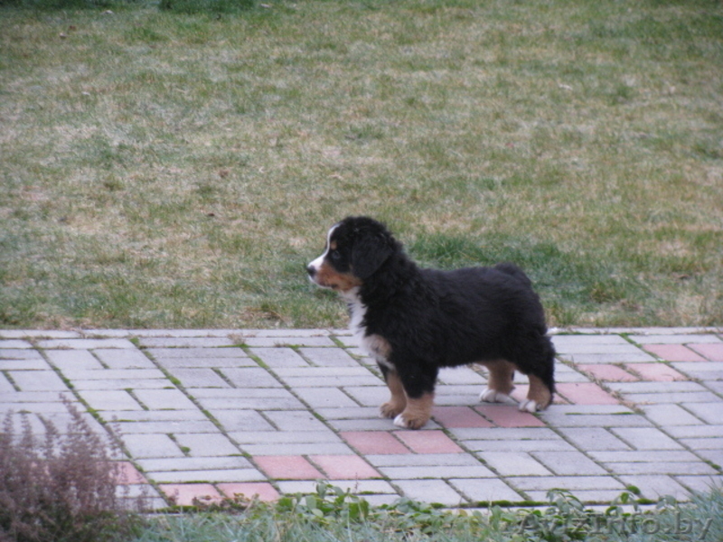  щенки Бернского Зенненхунда - Изображение #2, Объявление #274571