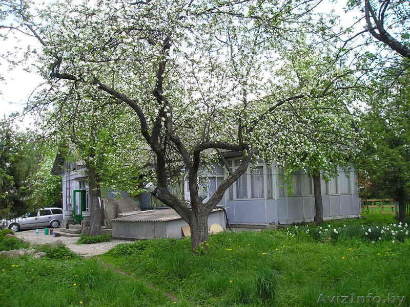 Продам дом в деревне Ивановка речицкого района - Изображение #5, Объявление #221726