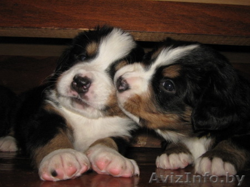  щенки Бернского Зенненхунда - Изображение #3, Объявление #274571