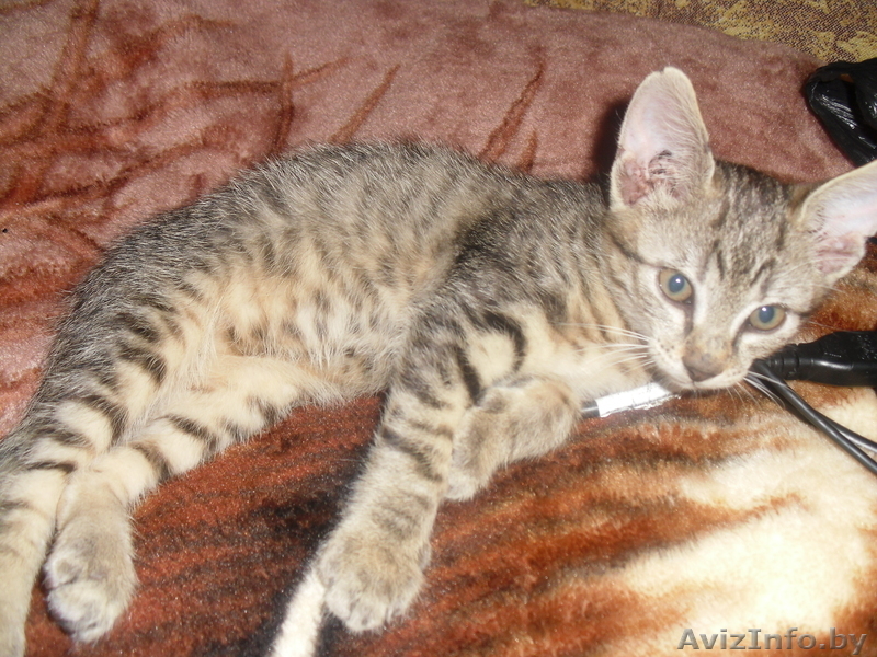 миленький серенький котёнок отдам - Изображение #2, Объявление #295977