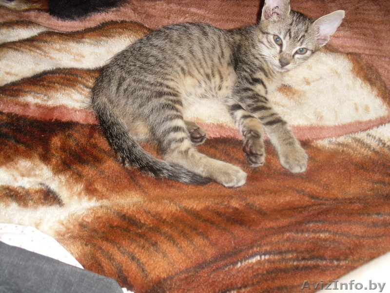 миленький серенький котёнок отдам - Изображение #1, Объявление #295977