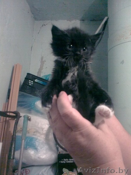 Котят  в хорошие руки отдам - Изображение #4, Объявление #282910