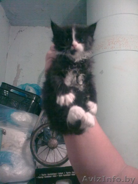 Котят  в хорошие руки отдам - Изображение #3, Объявление #282910
