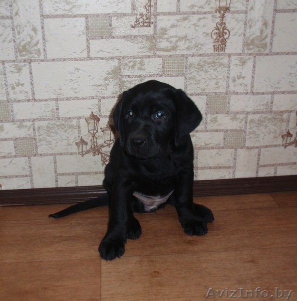 Щенки лабрадора ретривера*** - Изображение #3, Объявление #285244