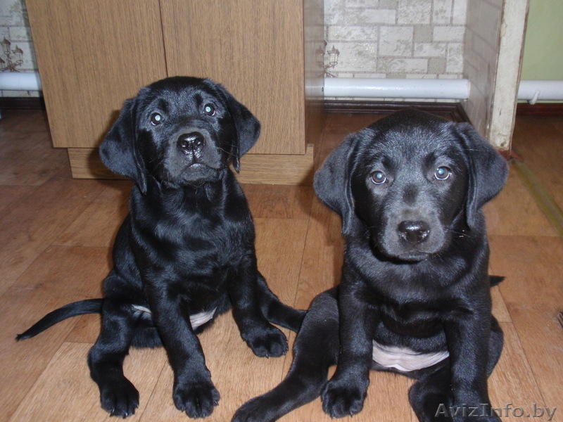 Щенки лабрадора ретривера*** - Изображение #2, Объявление #285244