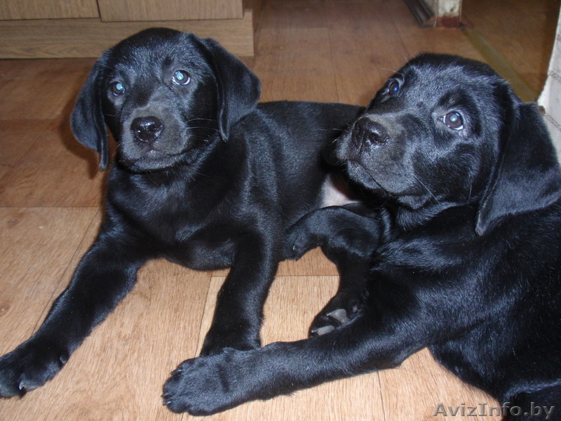 Щенки лабрадора ретривера*** - Изображение #1, Объявление #285244