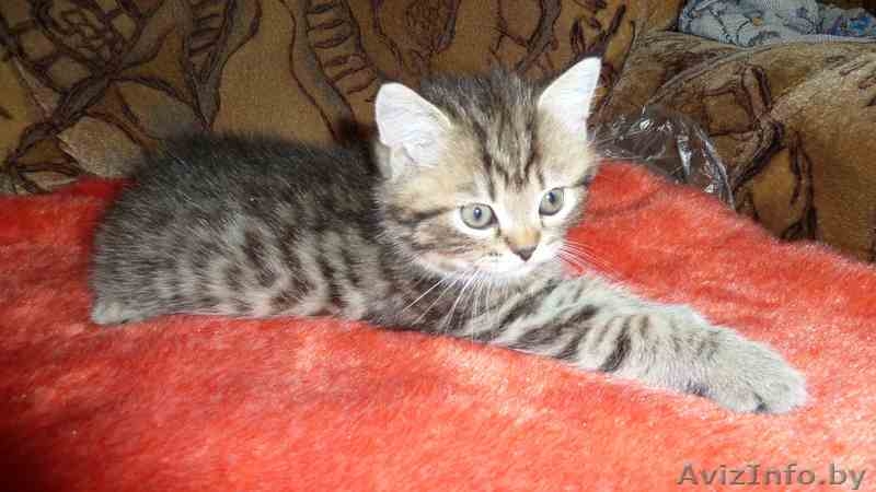 purrr@yandex.ru; +375297302512(mts) - Изображение #2, Объявление #319049