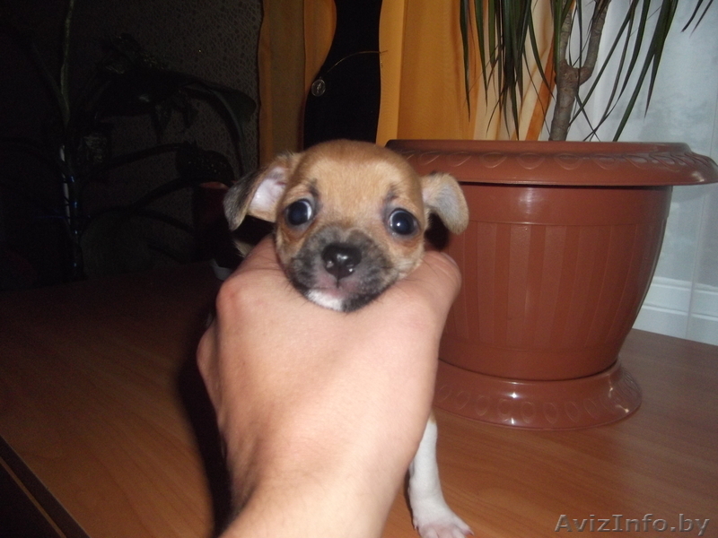 щенок  чихуа - хуа - Изображение #4, Объявление #312834