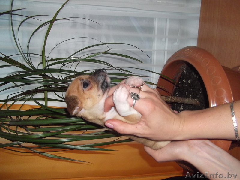 щенок  чихуа - хуа - Изображение #2, Объявление #312834