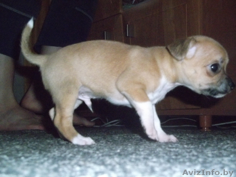 щенок  чихуа - хуа - Изображение #1, Объявление #312834