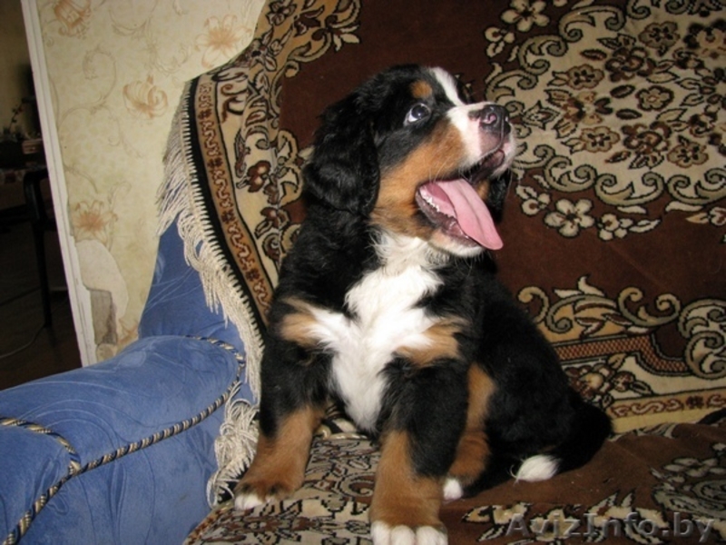 Щенки бернского зенненхунда 2 месяца - Изображение #4, Объявление #341516