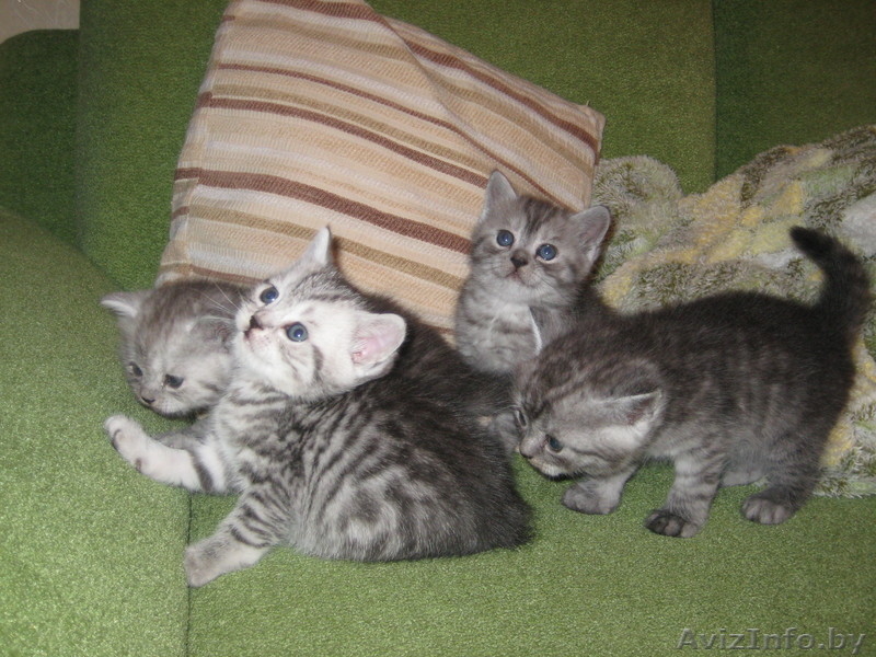 четыре карапуза-британчика - Изображение #3, Объявление #464952