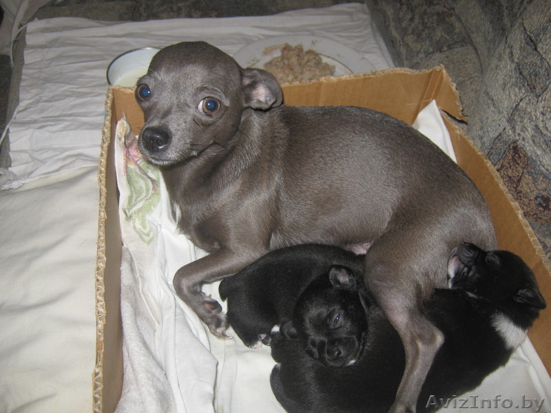 животные чихуахуа - Изображение #1, Объявление #474029