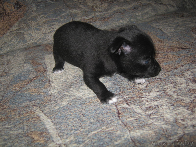 животные чихуахуа - Изображение #2, Объявление #474029