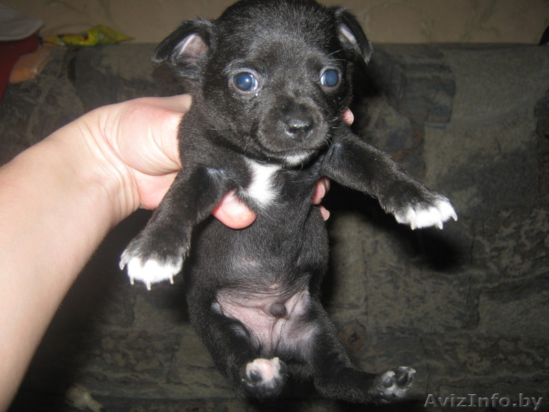 животные чихуахуа - Изображение #3, Объявление #474029