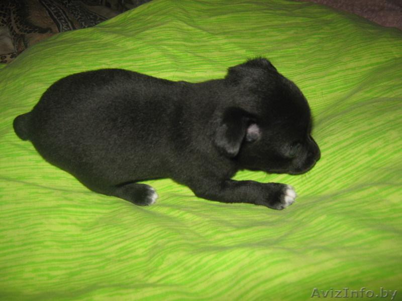 животные чихуахуа - Изображение #4, Объявление #474029